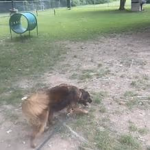 Erie Humane Society Dog Park photo 1